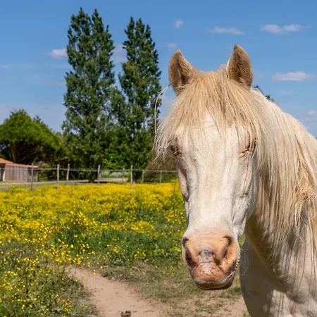 Domaine Des Coutelleries Casa vacanze Sallertaine