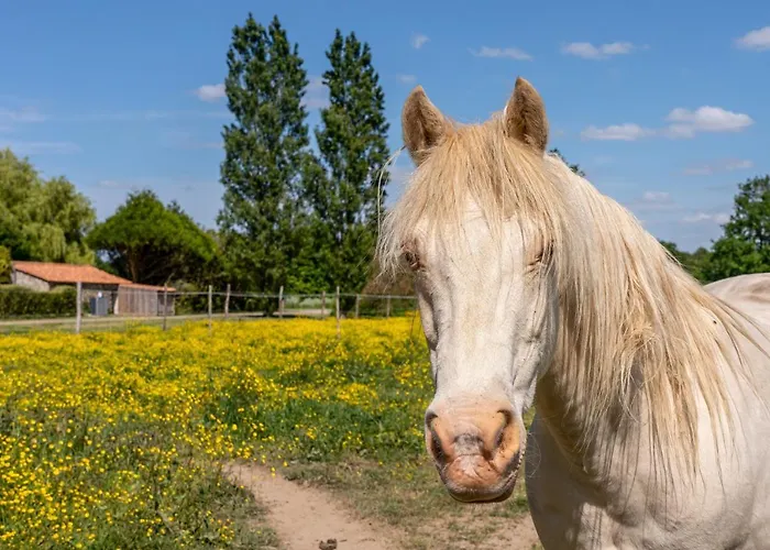 Domaine Des Coutelleries Hébergement de vacances Sallertaine